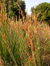 Male plants