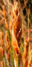 Male inflorescence in bud