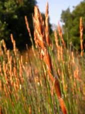 Female inflorescence