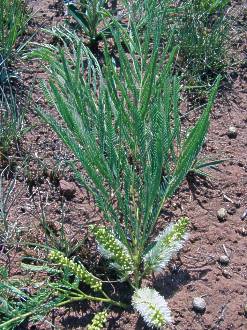 Elephantorrhiza elephantina - an individual flowering branch projecting from the ground