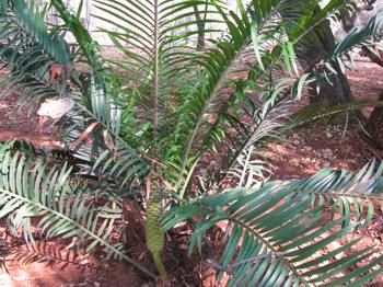 Plant growing the shade