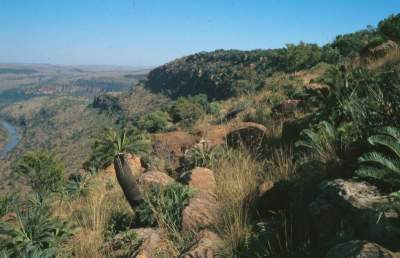 Growing in habitat