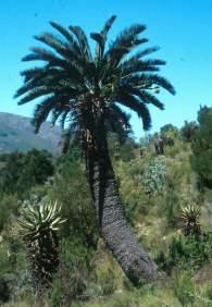 Encephalartos longifolius growing in the wild.