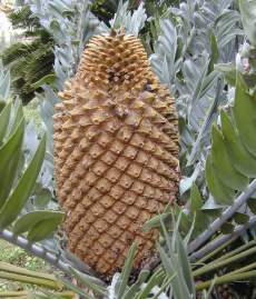 Female cone