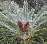 Male cones