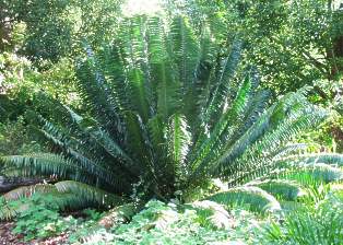 Graceful cycad