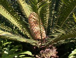 Female Encephalartos senticosus with cone