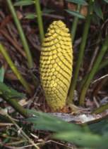 Male cone