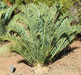 Encephalartos trispinosus