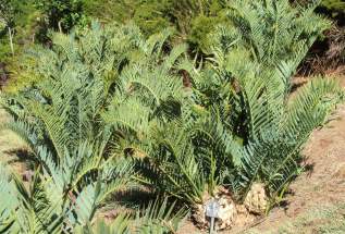 Clump at Kirstenbosch