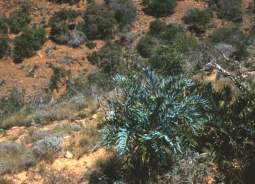 Plant in habitat near Grahamstown