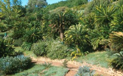 Cycads in the dell Kirstenbosch. E.woodii  in centre