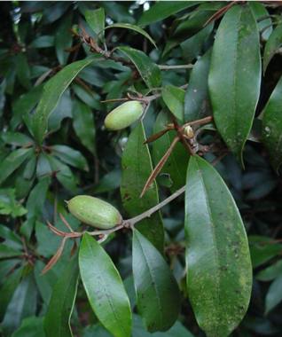 Leaves and green fruits. Image Geoff Nichols