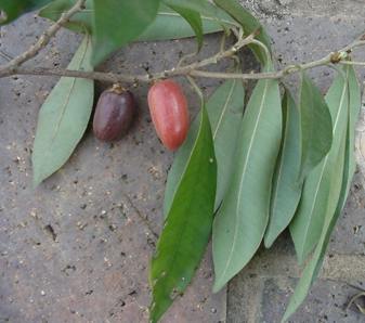 Fruits and leaves.Image Geoff Nichols