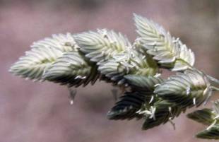 Spikelets