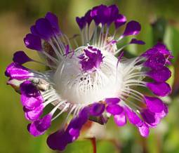 Erepsia pillansii flower