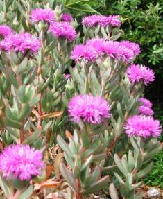 Growing in Kirstenbosch