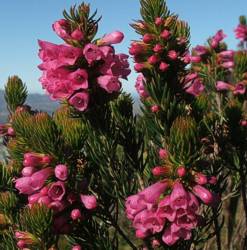 Erica abietina subsp. constantiana flowers and leaves