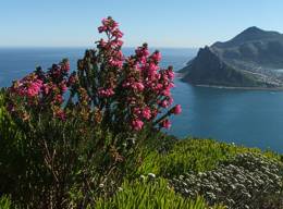 Erica abietina subsp. constantiana growing on slopes of Chapman's Peak