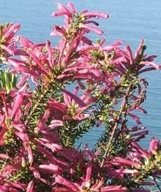 Erica abietina subsp. atrorosea