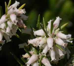 Erica caffra flowers