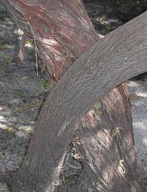 Bark of young and old E. caffra trees