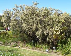 E. caffra growing in Harold Porter NBG