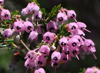 Erica canaliculata