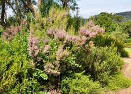 Erica canaliculata growing at Kirstenbosch