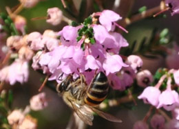 Erica canaliculata visited by bee