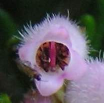 Flies visiting flowers