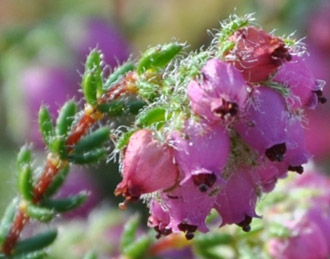 Erica clavisepala flowers and leaves