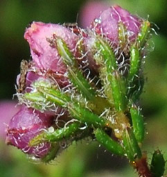 Erica clavisepala flowers and leaves