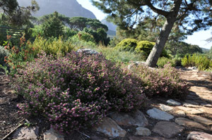 Erica clavisepala growing at Kirstenbosch