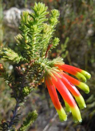 Erica croceovirens