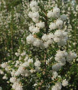 Erica formosa flowers