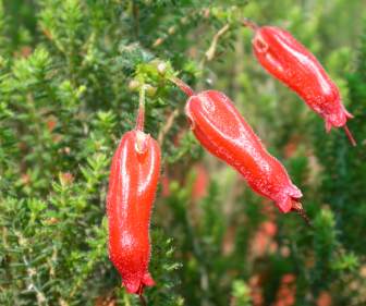 Erica inordinata