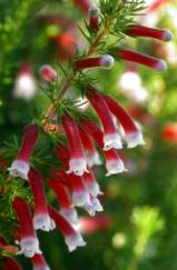 White tipped flowers