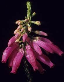 Erica mammosa, pink flower head