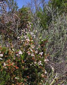 Erica margaritacea shrub