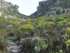 E. plukenetii habitat - Kalk Bay mountains