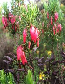 E. plukenetii, showing flowers & leaves