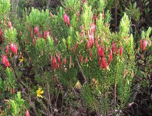 Erica plukenetii shrub