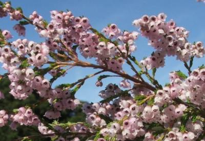 Form with pink flowers