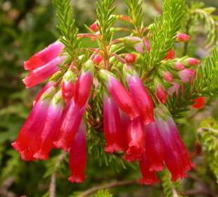 Erica regia subsp.regia.Copyright Plantweb