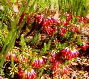 Growing in Kirstenbosch