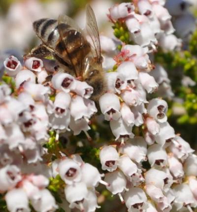 Flowers with bee