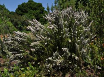 Bush in flower