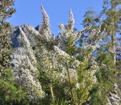 Tall flowering erica