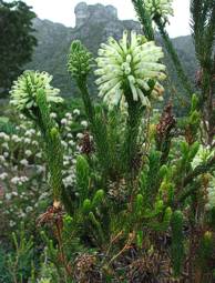 Erica sessiliflora growing at Kirstenbosch